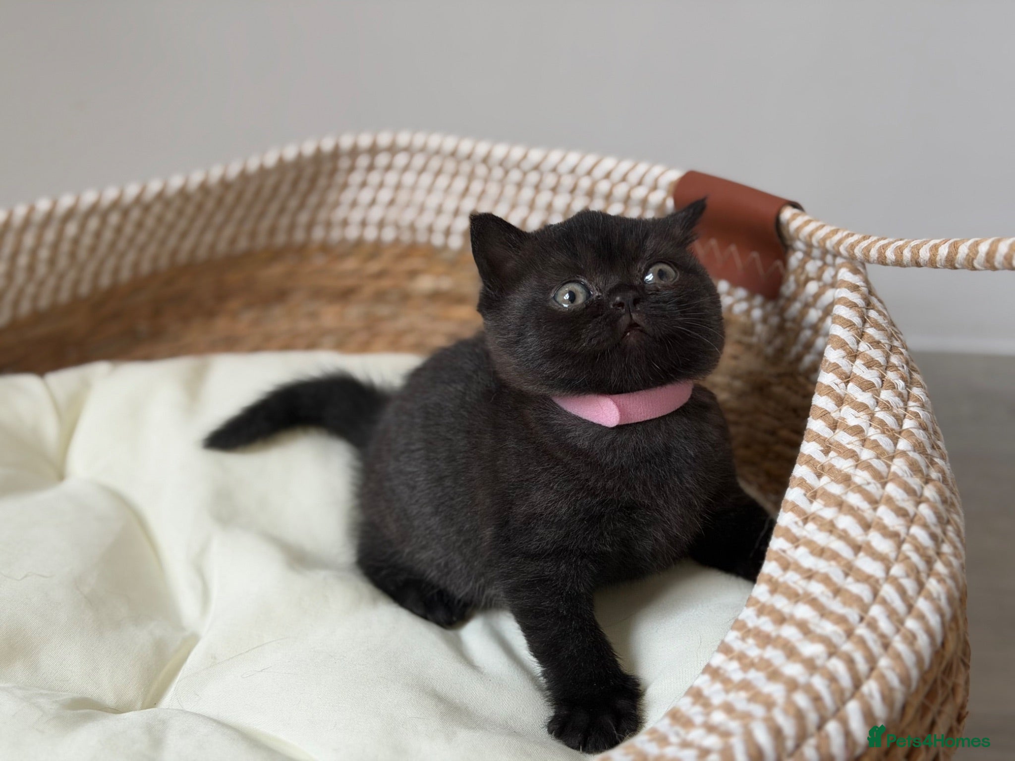 British Shorthair cats Champion Bloodline British Shorthair Kittens - Advert 15
