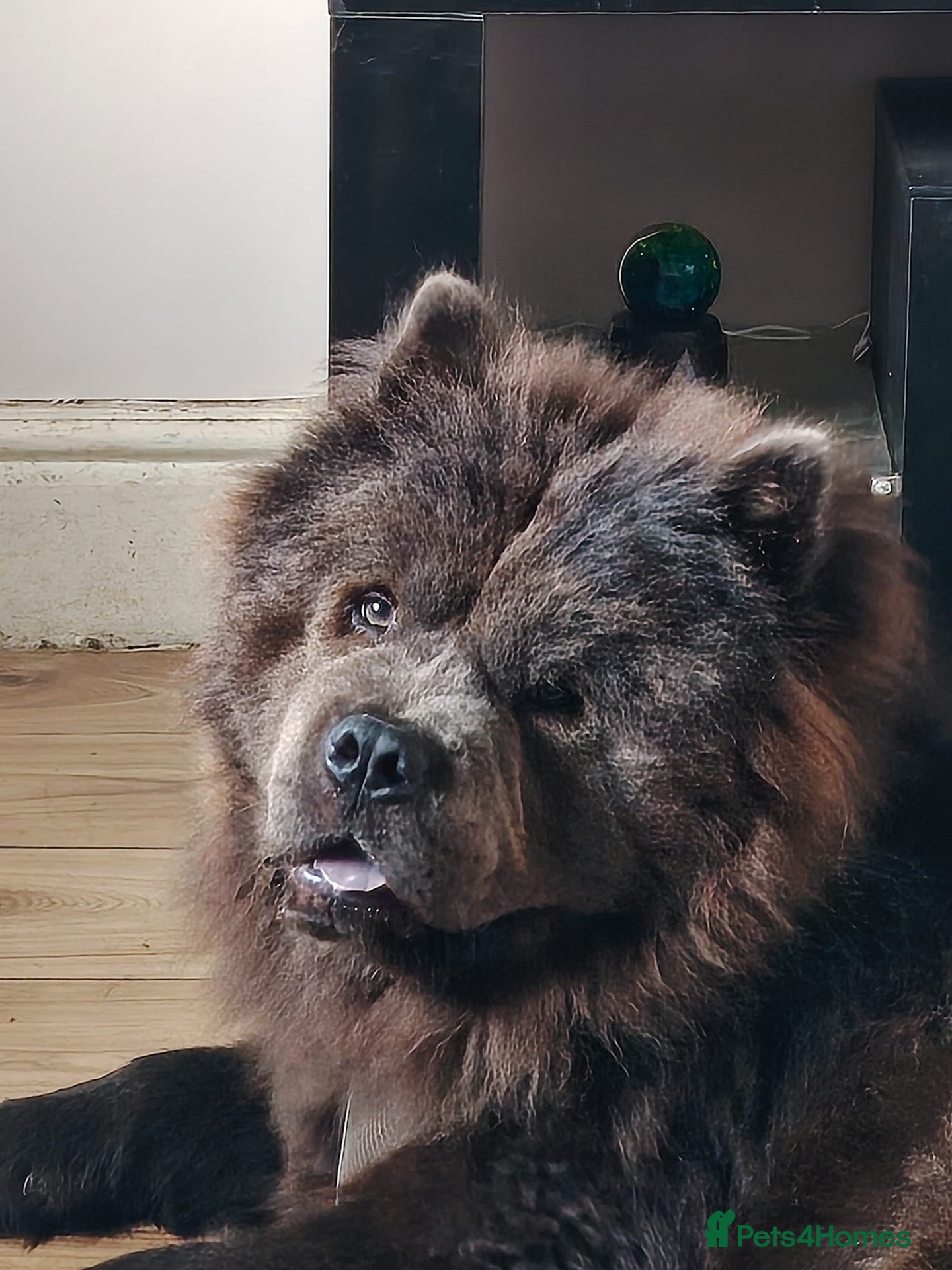 Chow Chow dogs Chow chow - Advert 1