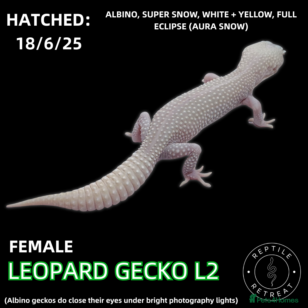 Leopard Gecko reptiles LEOPARD GECKOS (Hatchlings,Juvenile,Adult )  - Advert 1