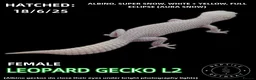 Leopard Gecko reptiles for sale: LEOPARD GECKOS (Hatchlings,Juvenile,Adult )  - Advert 4