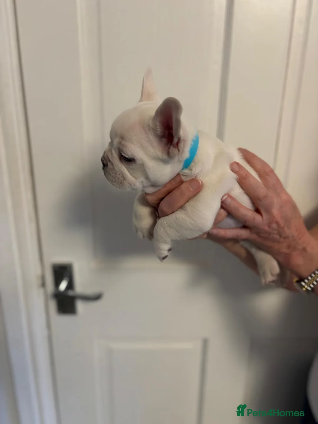 French Bulldog dogs for sale: Ready - Lilac Platinum - Fluffy Carriers - Advert 11