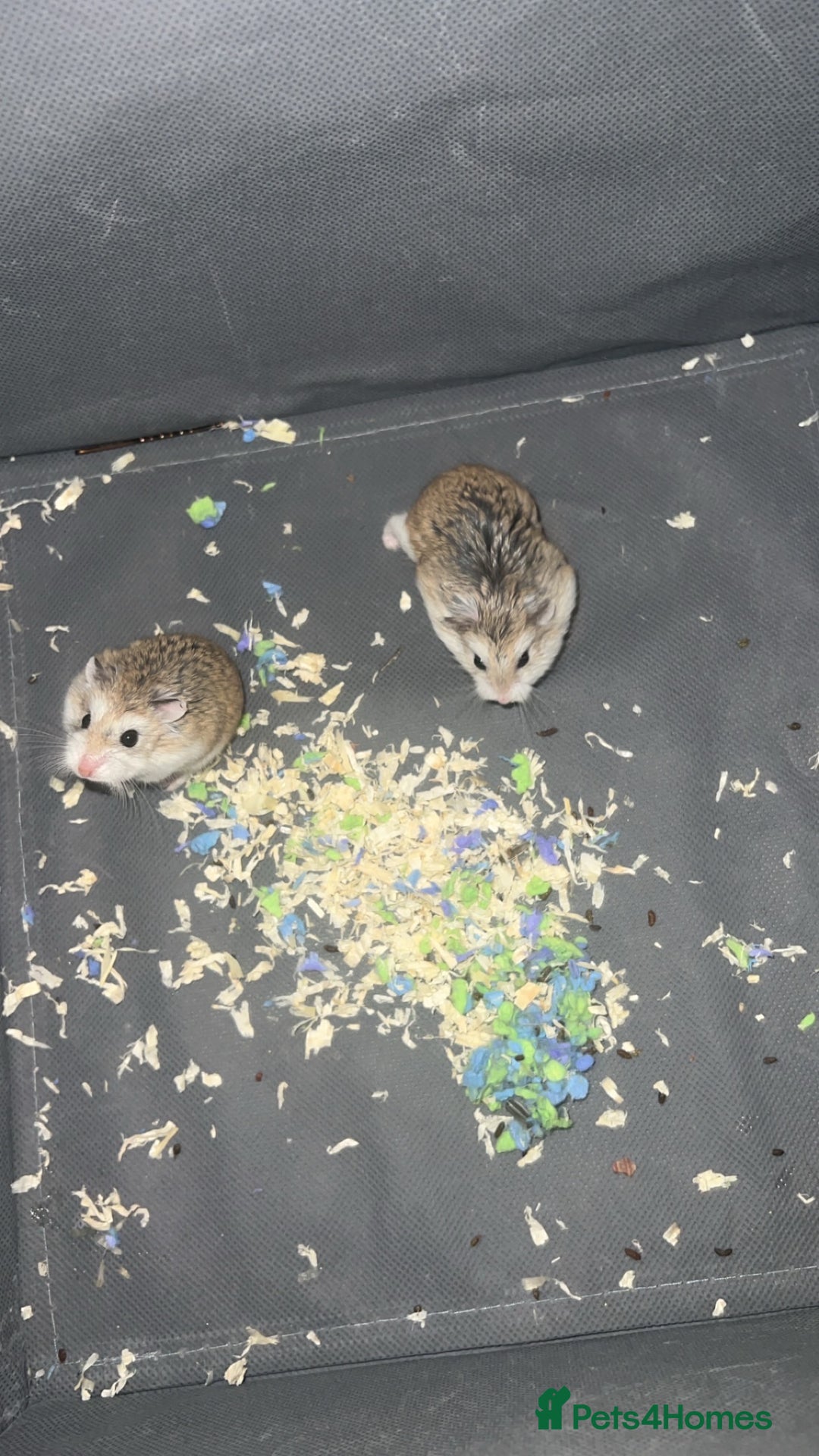 Hamster rodents for sale: Hamster dwarf Roborovski - Advert 1