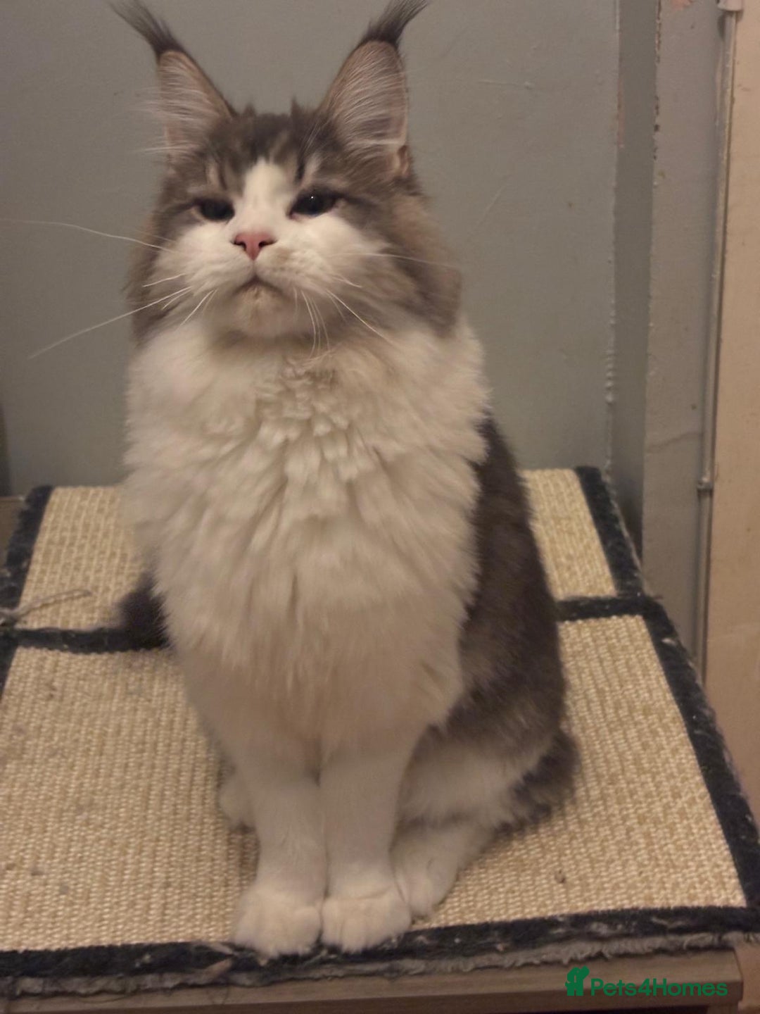 Maine Coon cats for sale: Maine Coon Girl - Advert 2