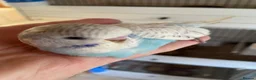Budgerigars birds for sale: Tame baby budgies - Advert 17