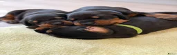 Dobermann dogs for sale: European Doberman puppies! - Advert 7