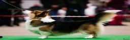 Welsh Corgi Pembroke dogs for sale: Pedigree Pembrokeshire Welsh Corgi Puppies - Advert 12