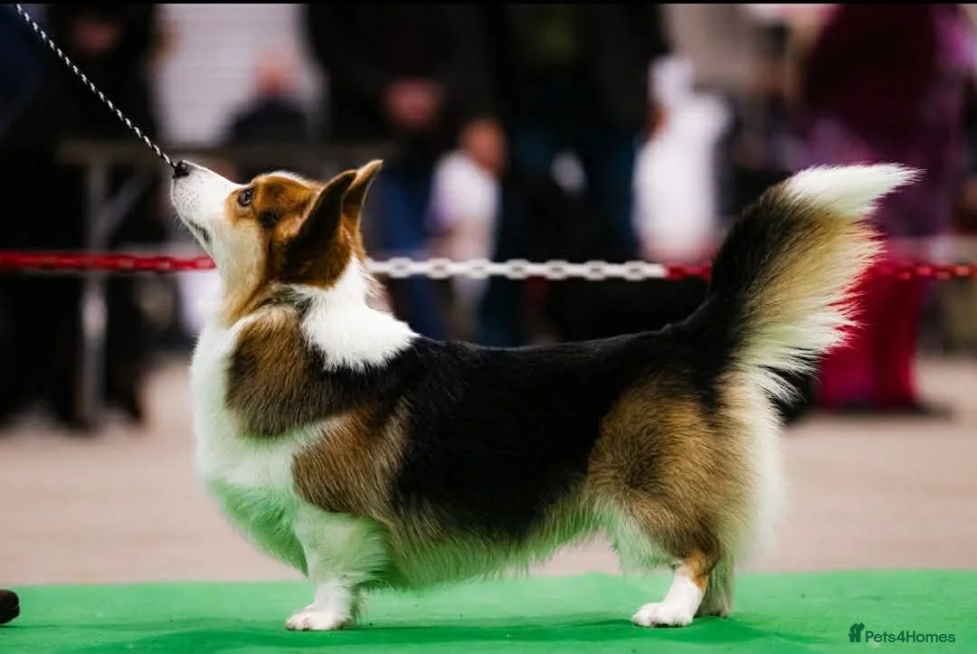 Welsh Corgi Pembroke dogs for sale: Pedigree Pembrokeshire Welsh Corgi Puppies - Advert 12