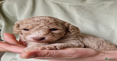 Cockapoo dogs - Advert 12