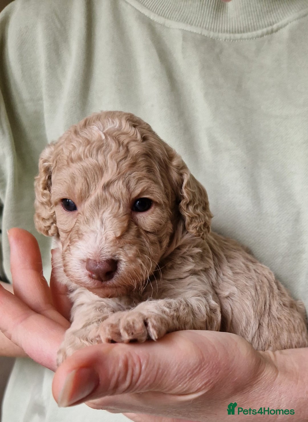 Cockapoo dogs for sale: Beautiful Cockerpoo puppies  - Image 3