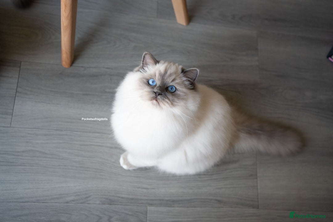 Ragdoll cats for sale: Beautiful Blue Mitt Ragdoll Kitten 😻 - Image 2