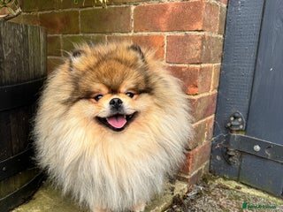 Pomeranian dogs in Boston - Advert 3