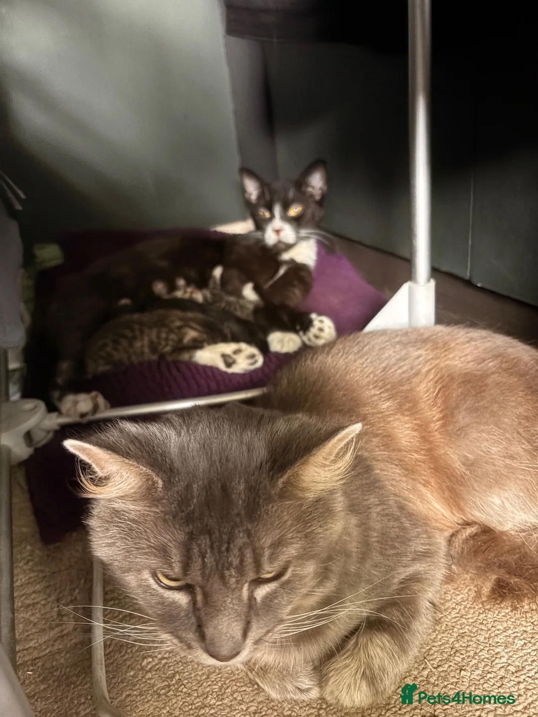 Mixed Breed cats for sale: 2 Tabby kittens for sale - Advert 2