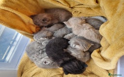British Shorthair cats for sale: Blue & stripy, boys & girls ava British shorthairs in Eastbourne - Image 4