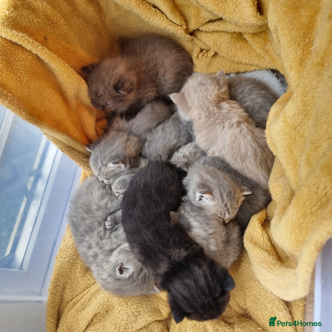 British Shorthair cats for sale: Blue & stripy, boys & girls ava British shorthairs in Eastbourne - Image 4