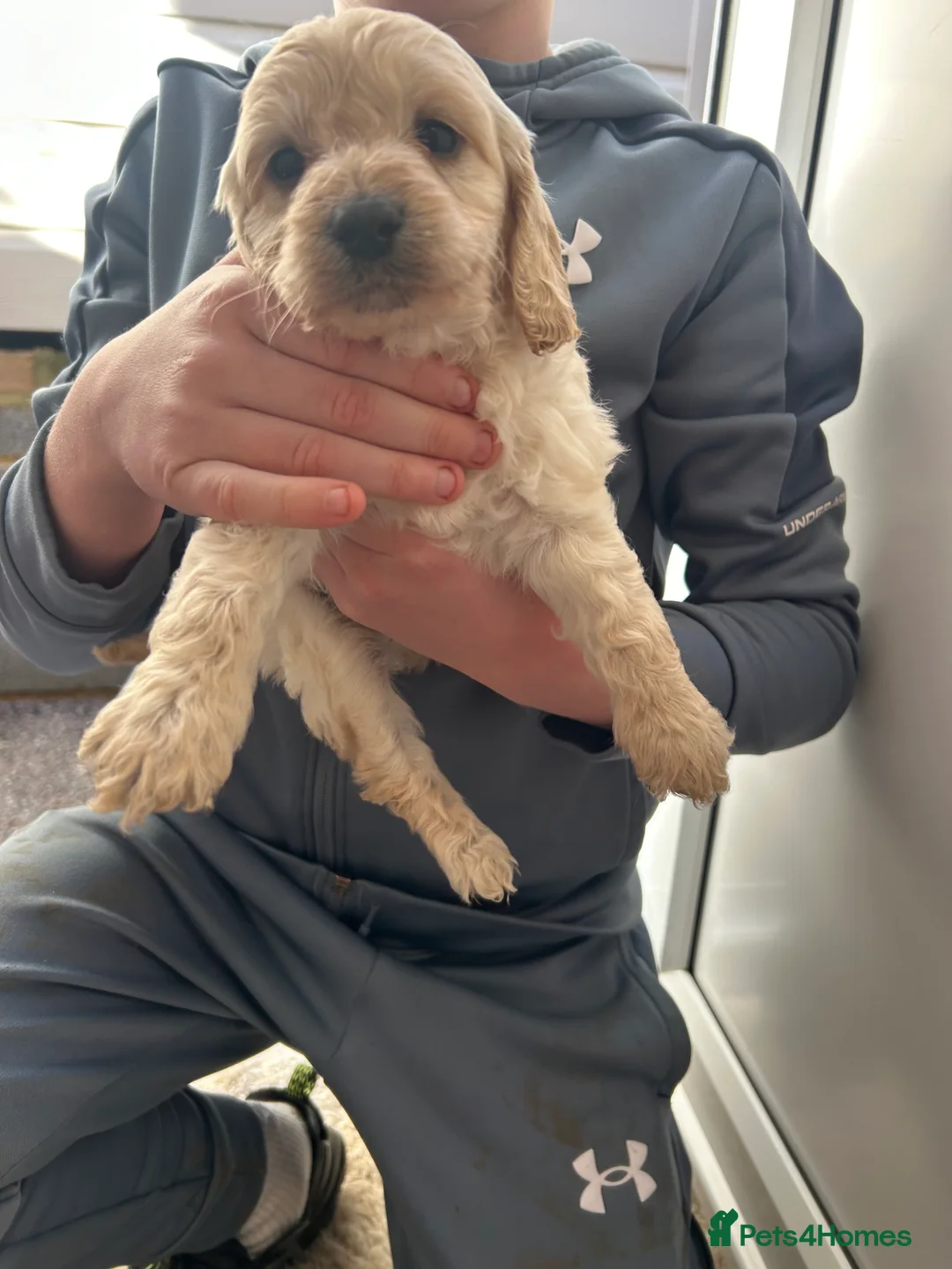 Cockapoo dogs for sale: F1b cockapoo  - Advert 8