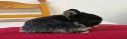 Netherland Dwarf rabbits for sale: Netherland dwarfs for sale  - Advert 2
