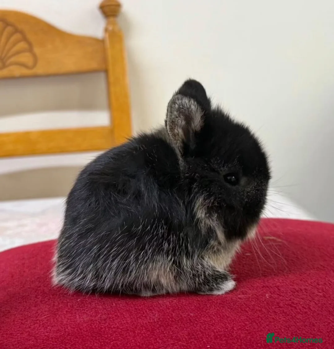 Netherland Dwarf rabbits for sale: Netherland dwarfs for sale  - Advert 2