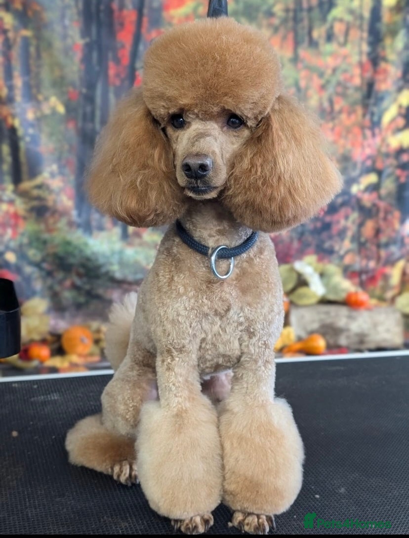 Miniature Poodle dogs Miniature Poodle for stud in Barnstaple - Advert 6