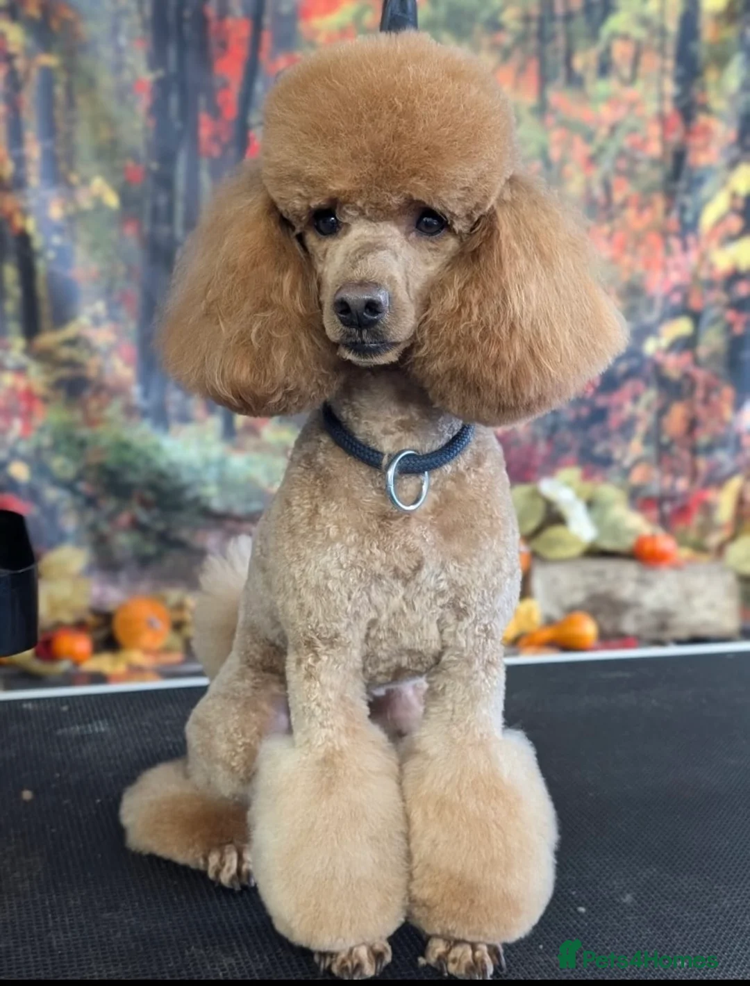 Miniature Poodle dogs for stud: Miniature Poodle for stud in Barnstaple - Advert 1