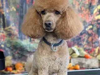 Miniature Poodle dogs Miniature Poodle for stud in Barnstaple - Advert 6