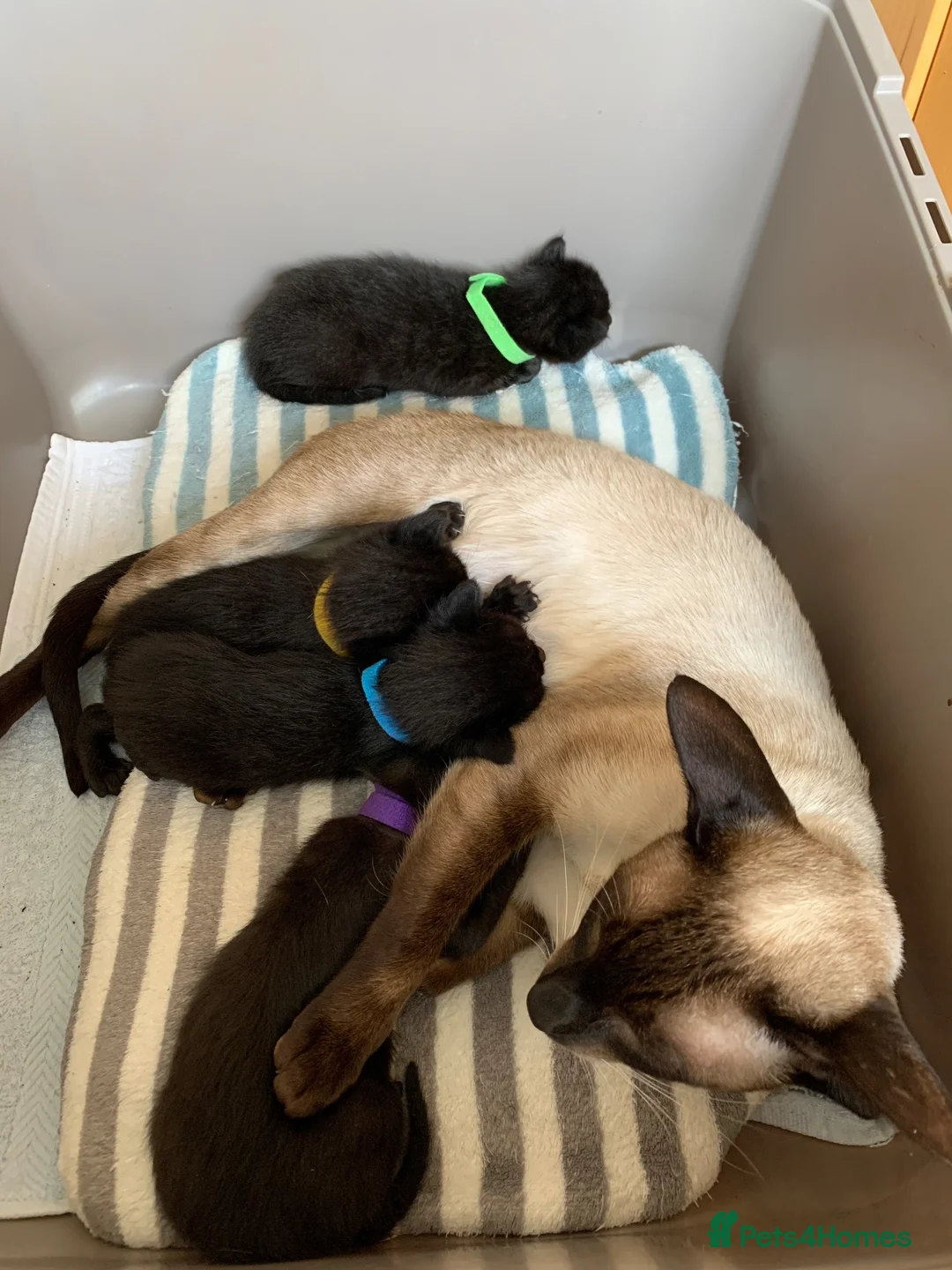 Mixed Breed cats for sale: Half Siamese Oriental Kittens - Advert 1
