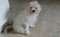 Mixed Breed dogs for sale: Poochon puppies for sale  - Image 8