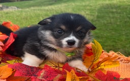 Welsh Corgi Pembroke dogs for sale: Champion Show quality stunning Corgi Puppies - Image 17