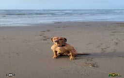 Labrador Retriever dogs for sale: Red Fox Labrador Puppies–Ready from 26th September - Image 22