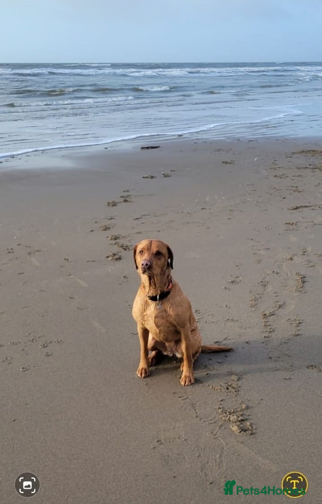 Labrador Retriever dogs for sale: Red Fox Labrador Puppies–Ready from 26th September - Image 22