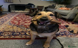 Mixed Breed dogs for adoption: URGENT: FOSTER or ADOPT:💙 BAKS – A Loyal Soul 💙 in Eastbourne - Image 2