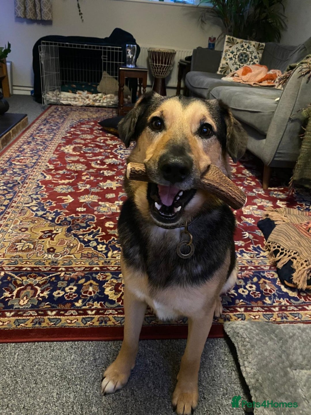 Mixed Breed dogs for adoption: URGENT: FOSTER or ADOPT:💙 BAKS – A Loyal Soul 💙 in Eastbourne - Image 2