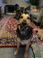 Mixed Breed dogs URGENT: FOSTER or ADOPT:💙 BAKS – A Loyal Soul 💙 in Eastbourne - Advert 14