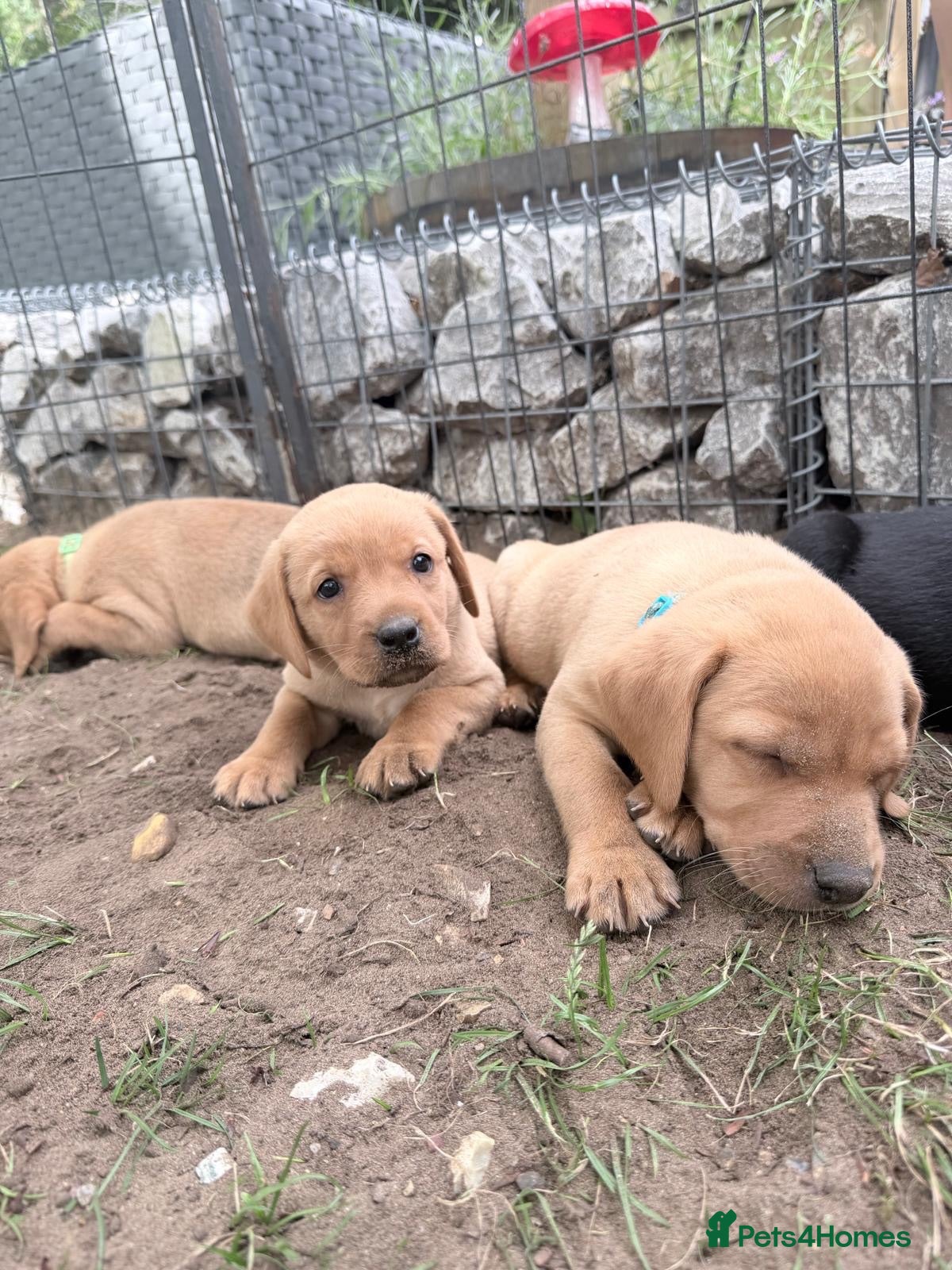 Labrador Retriever dogs Chunky Labrador Puppies  - Advert 2