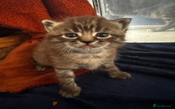 Perdoll cats for sale: FLUFFY PERDOLL KITTENS - Image 17