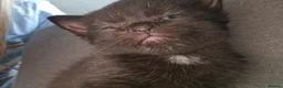 Mixed Breed cats for sale: 5 beautiful kittens  - Advert 23
