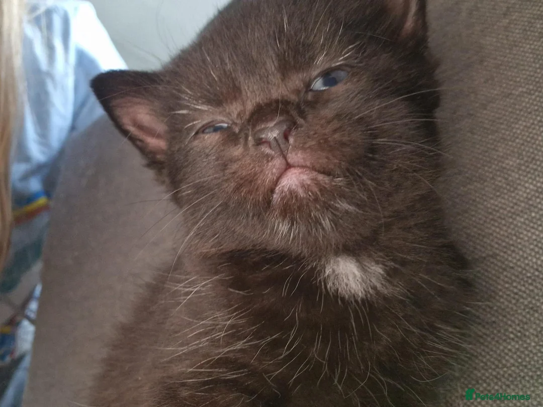Mixed Breed cats for sale: 5 beautiful kittens  - Advert 23