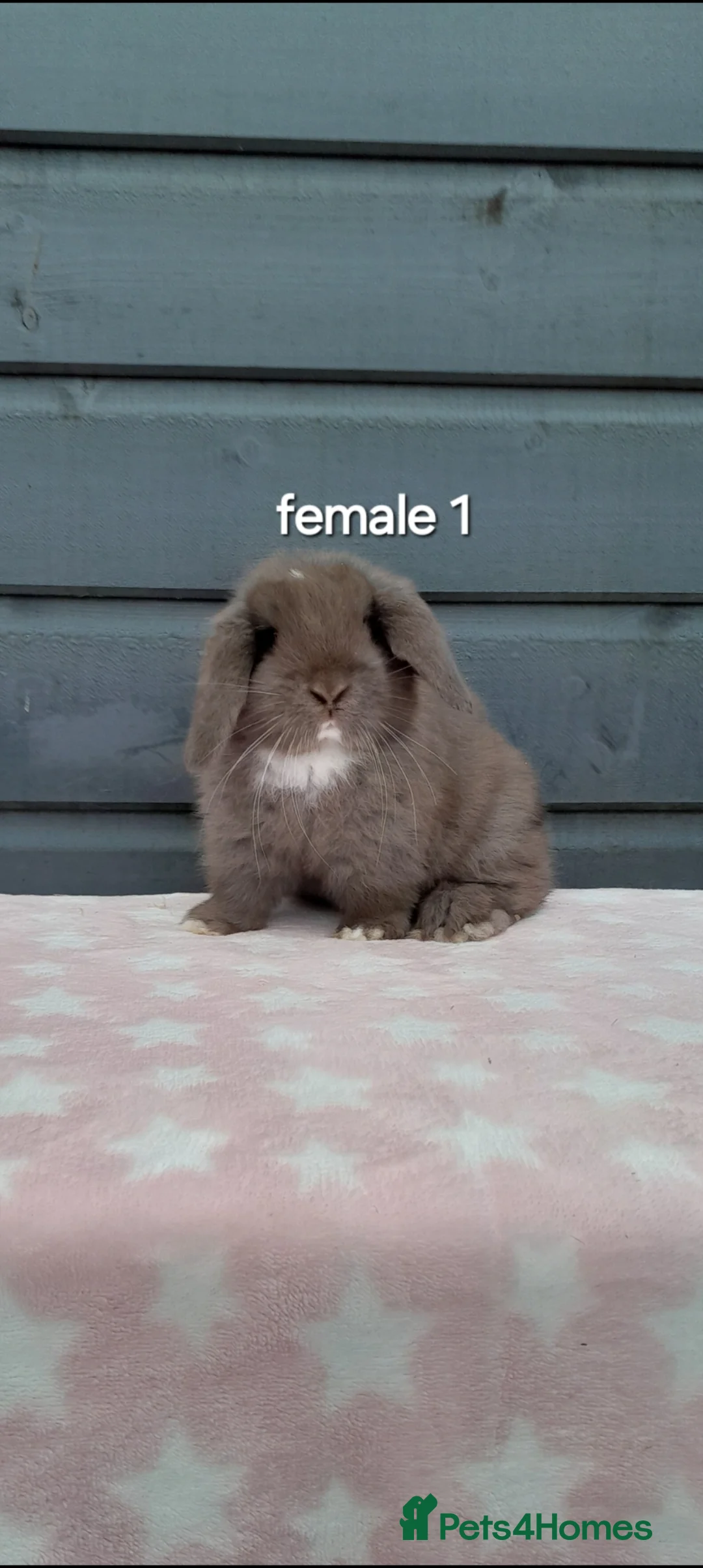 Mini Lop rabbits for sale: Purebred mini lop rabbits  - Advert 1