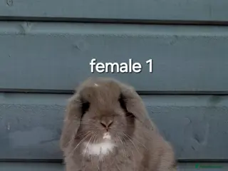 Mini Lop rabbits Purebred mini lop rabbits - Advert 1