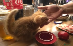 Mixed Breed cats for sale: Boy and girl for news home - Image 3