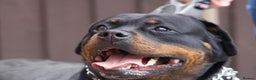 Rottweiler dogs for sale: Beautiful rottie looking for her forever home in Wednesbury - Advert 6