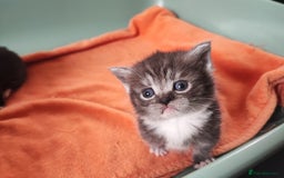 Munchkin cats for sale: Munchkin x Devon rex  - Image 6