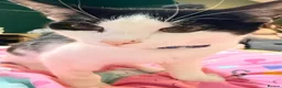 Mixed Breed cats for sale: Tuxedo kitten  - Advert 3