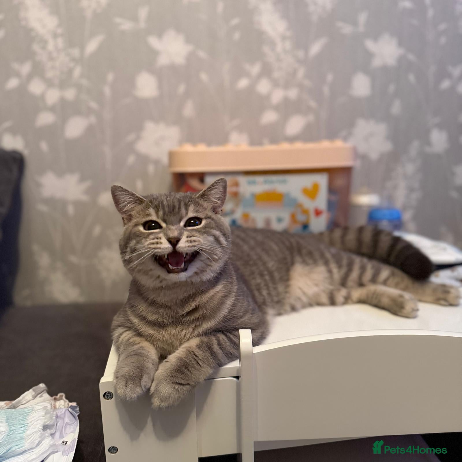 Scottish Fold cats Scottish Straight Stud - Tiger 🐾 - Advert 1