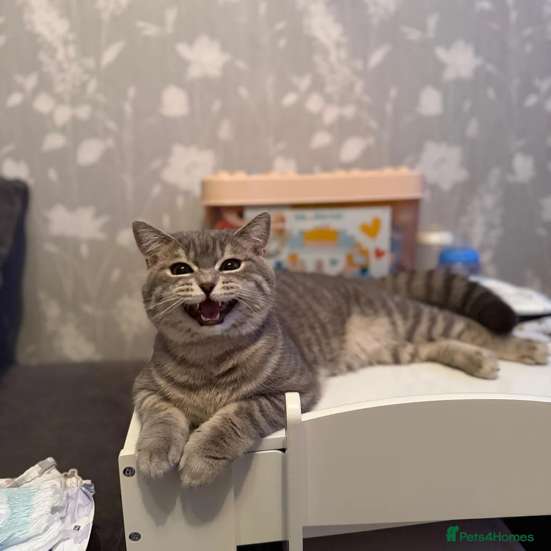 Scottish Fold cats for stud: Scottish Straight Stud - Tiger 🐾 - Advert 1