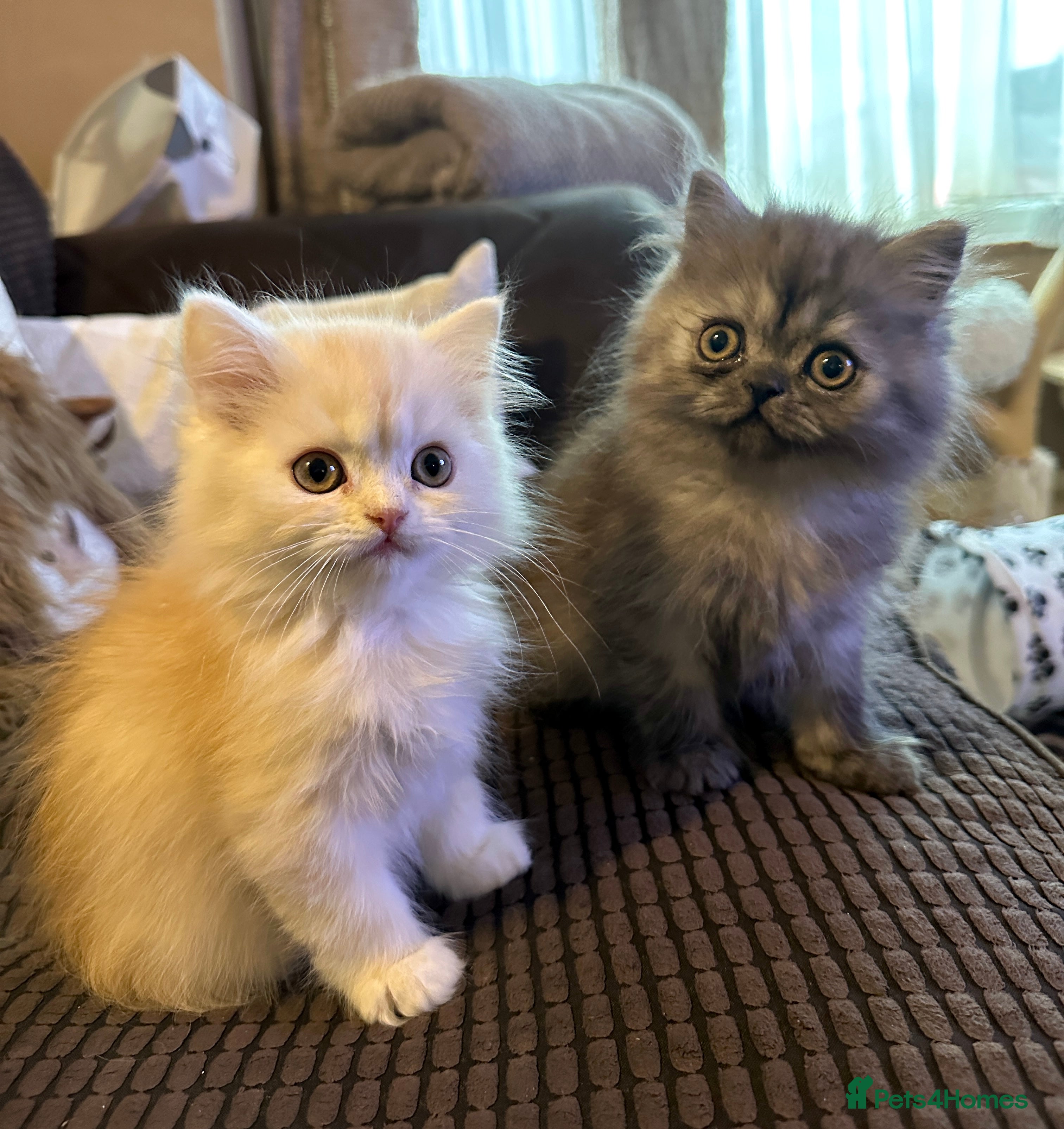 Persian cats 2 gorgeous, mischievous baby boys💙 - Advert 11