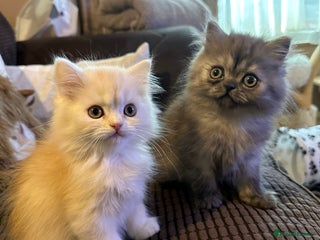 Persian cats 2 gorgeous, mischievous baby boys💙 - Advert 6