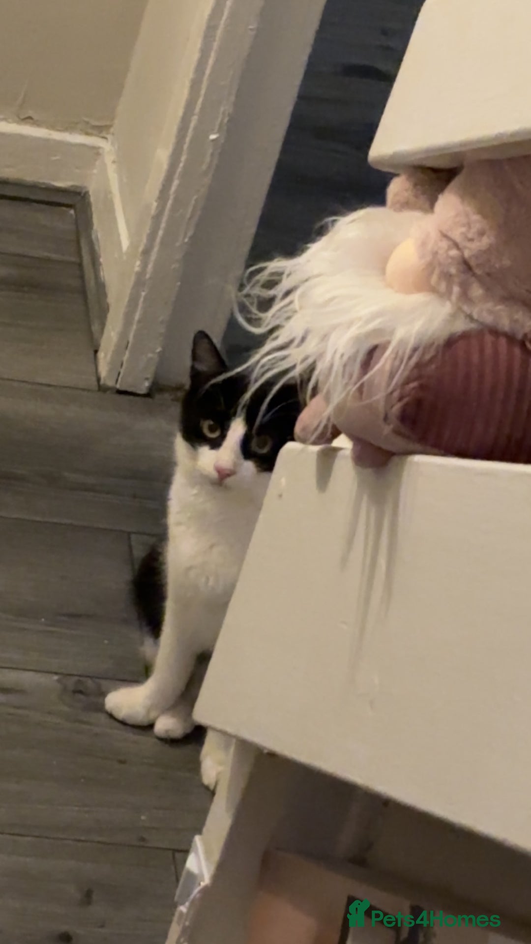 Mixed Breed cats for sale: Make castrated cat - Advert 4