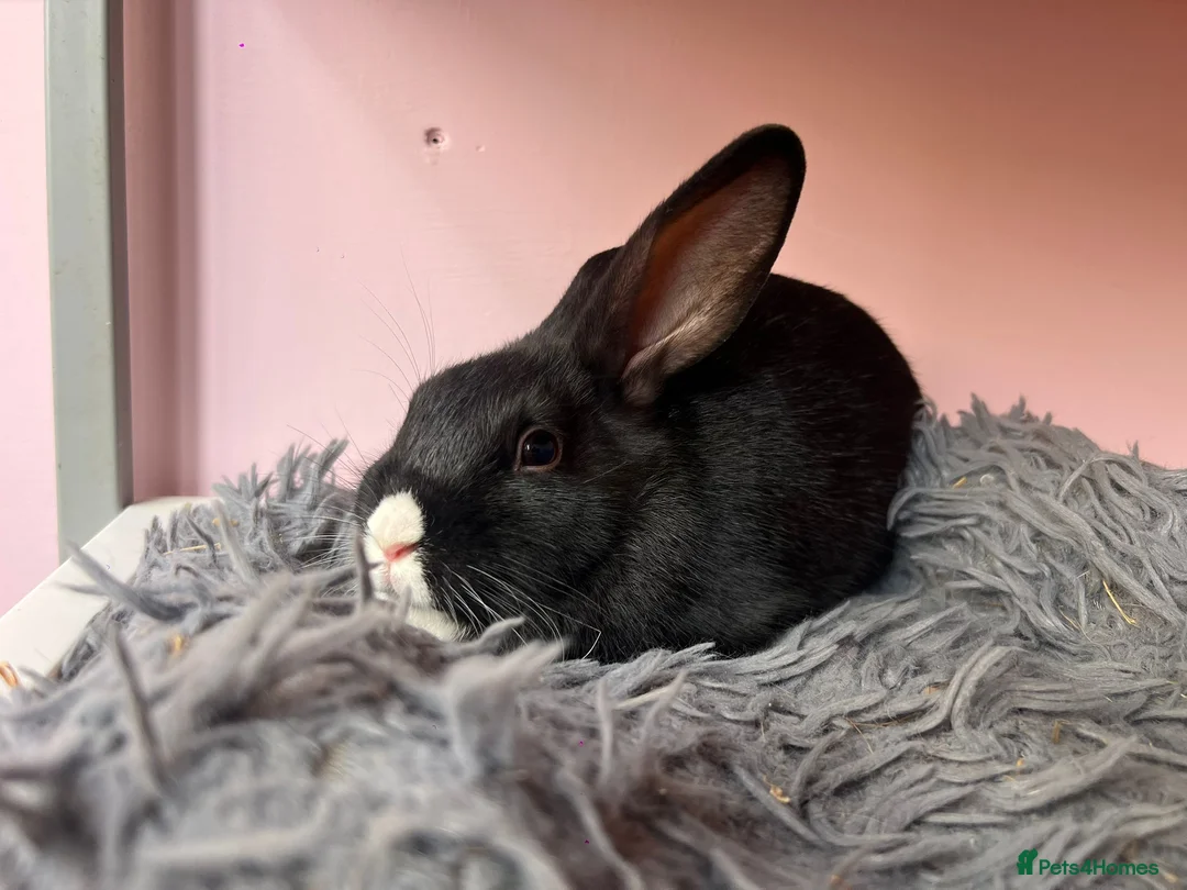 Mixed Breed rabbits for sale: Friendly boy bunnies  - Advert 4