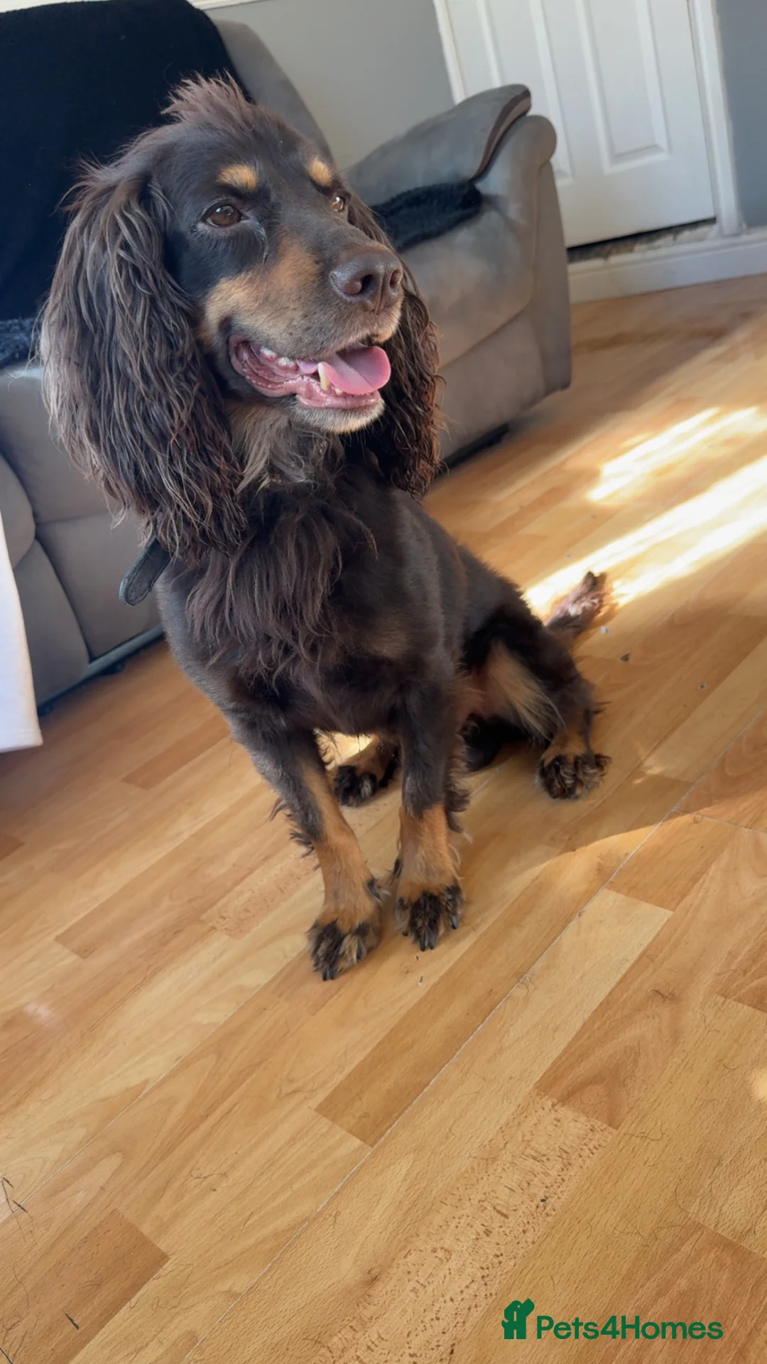Cocker Spaniel dogs for stud: Chocolate and tan Experienced PROVEN stud - Advert 1