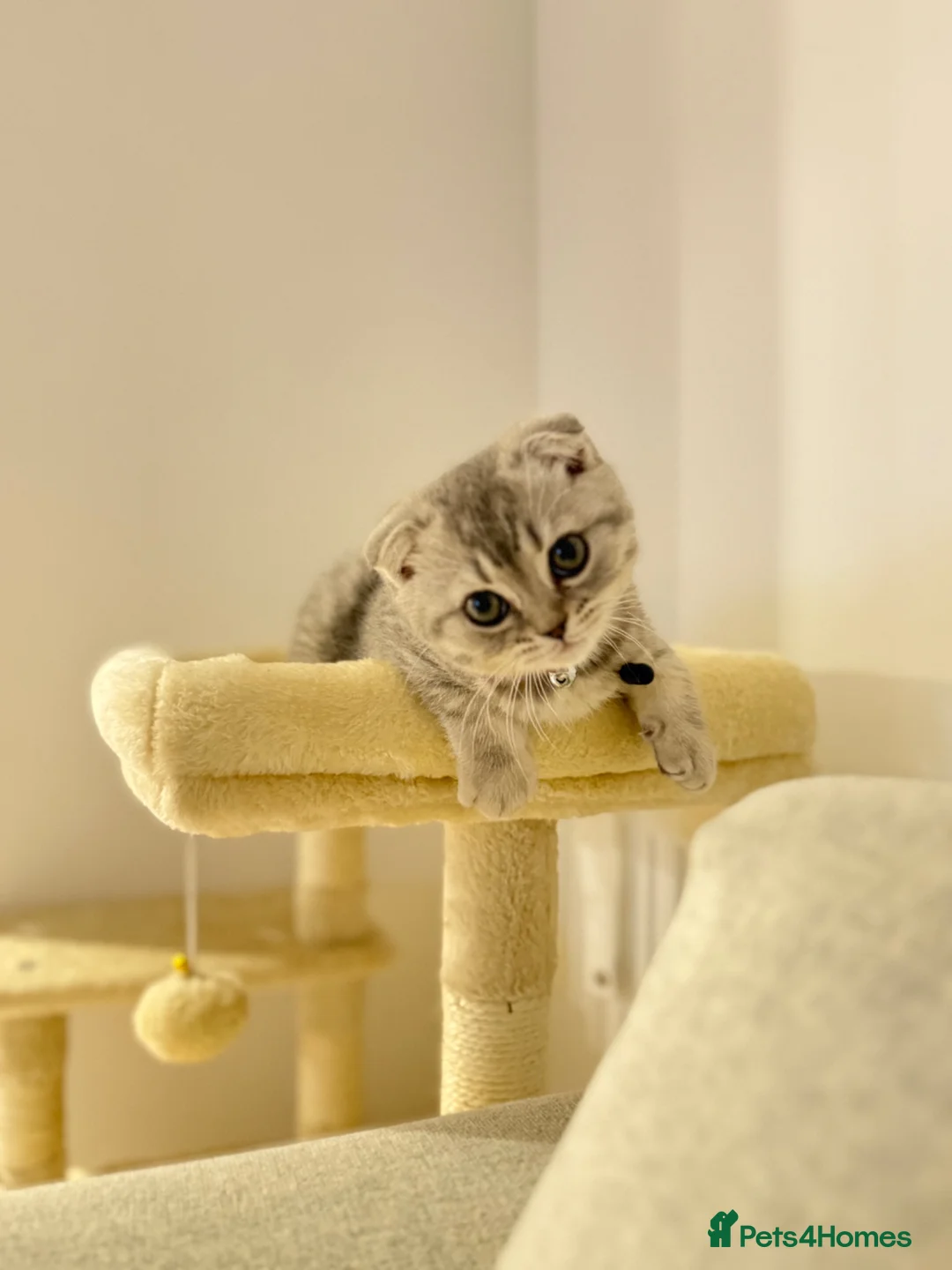 Scottish Fold cats for sale: Scottish Fold in London - Advert 1